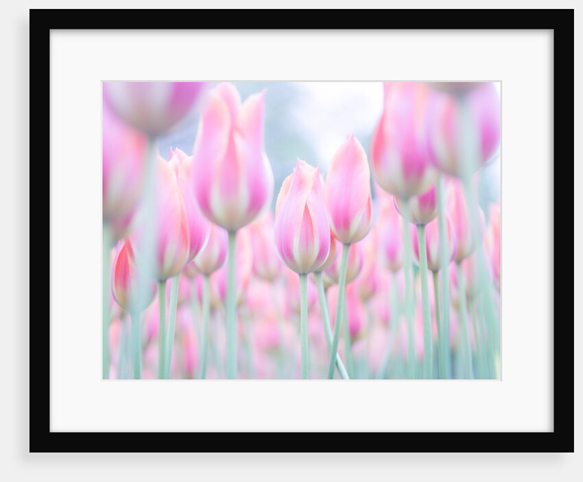 Colorful Tulip flowers by Assaf Frank